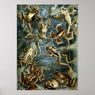 kikkers door Ernst Haeckel Poster