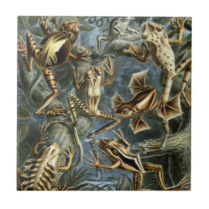 Kikkers en padden Batrachia van Ernst Haeckel Tegeltje