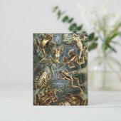  Kikkers en Toads Batrachia van Ernst Haeckel Briefkaart (Staand voorkant)