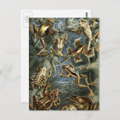  Kikkers en Toads Batrachia van Ernst Haeckel Briefkaart (Voorkant / Achterkant)