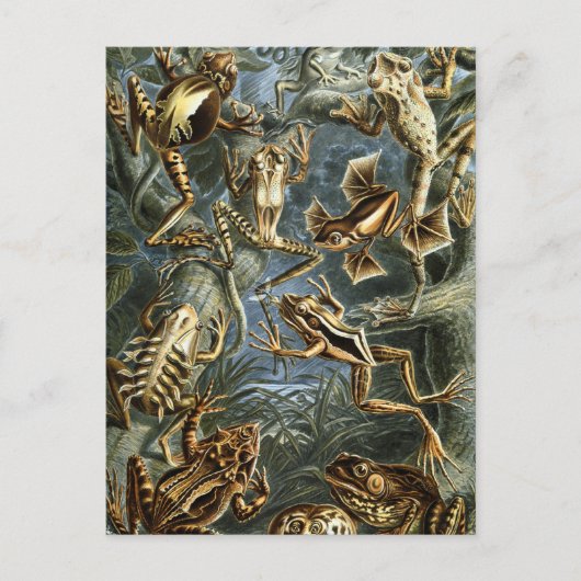  Kikkers en Toads Batrachia van Ernst Haeckel Briefkaart (Voorkant)