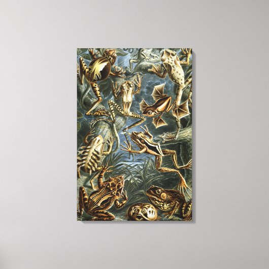  Kikkers en Toads Batrachia van Ernst Haeckel Canvas Afdruk (Voorkant)