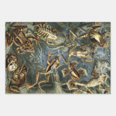  Kikkers en Toads Batrachia van Ernst Haeckel Inpakpapier Vel (Voorkant 3)