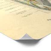 kikkervisanatomie van arm en schouder poster (Hoek)