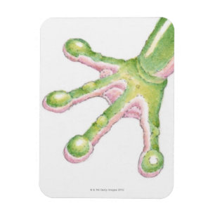 Kikkervisjes Magneet