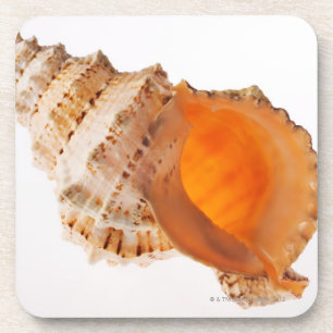Kikkervisschelp (Tutufa bubo) tegen wit Drankjes Onderzetter