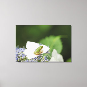 Kikkikker op een hydrangea, Hyogo Canvas Afdruk