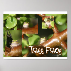 Kikkikkerkuil, kikker en andere poten poster