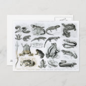 Kikvorsachtigen en andere Amfibieën Briefkaart (Voorkant / Achterkant)