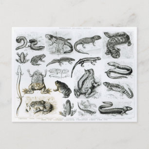 Kikvorsachtigen en andere Amfibieën Briefkaart