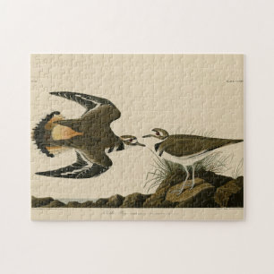 Kilhertenliefen (Killhert) Audubon Birds of Americ Legpuzzel