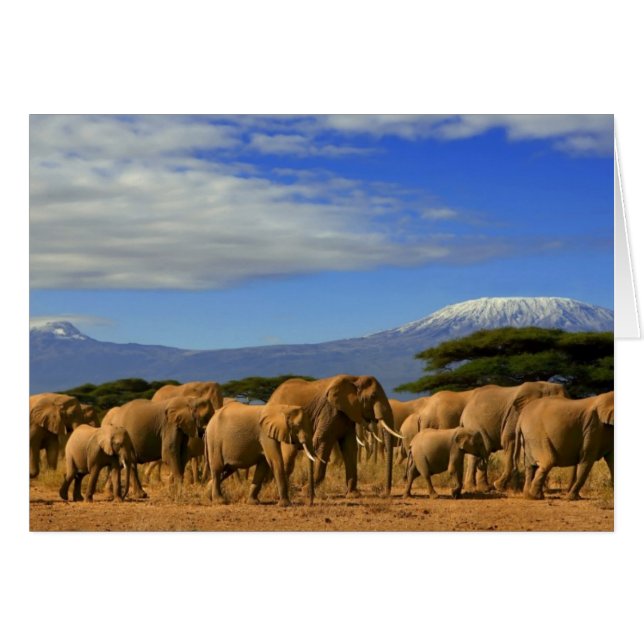 Kilimandjaro Et Éléphants (Devant horizontal)