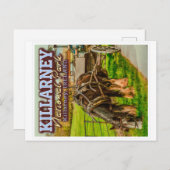 KILLARNEY NATIONAL PARK - KILLARNEY IERLAND BRIEFKAART (Voorkant / Achterkant)