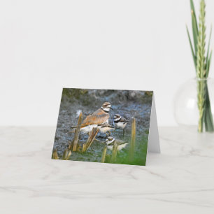 Killdeer, met kuikens #1 - Blank Note Kaart
