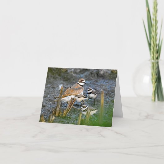 Killdeer, met kuikens #1 - Blank Note Kaart (Voorkant)