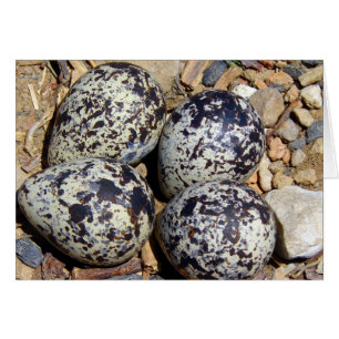 KillDeer Nest met eieren