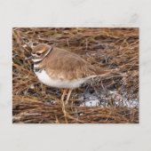 Killder Shorebird in Freezing Mudflats Briefkaart (Voorkant)