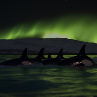 Killer wales under the Aurora - Orca Legpuzzel
