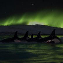 Killer wales under the Aurora - Orca