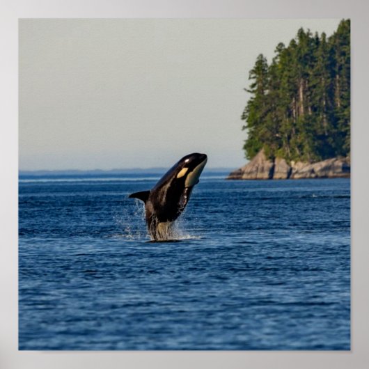 Killer Whale Barriting out Ocean Water Poster (Voorkant)