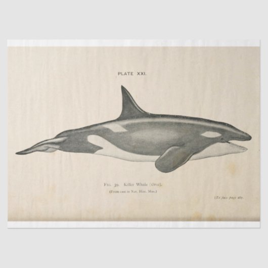 Killer Whale Ephemera Decoupage Nautische Tissuepapier (Voorkant)