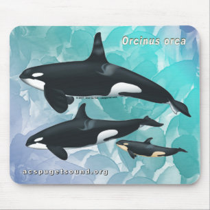 Killer Whale Family Mousepad Blue Waterverf kg Muismat