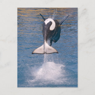 Killer whale jumping out of water briefkaart