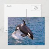 Killer whale jumping out of water briefkaart (Voorkant / Achterkant)