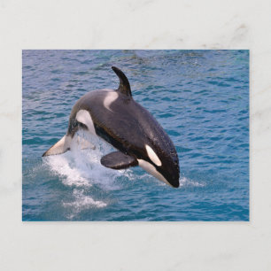 Killer whale jumping out of water briefkaart