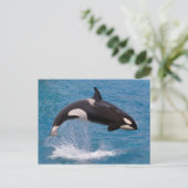 Killer whale jumping out of water briefkaart (Staand voorkant)