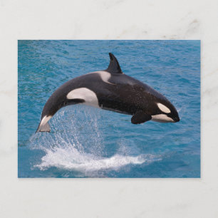 Killer whale jumping out of water briefkaart