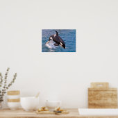 Killer whale jumping out of water poster (Keuken)