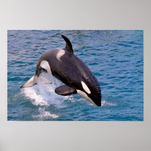 Killer whale jumping out of water poster