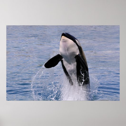 Killer whale jumping out of water poster (Voorkant)