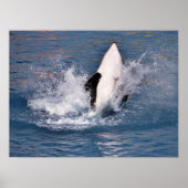 Killer whale jumping out of water poster (Voorkant)