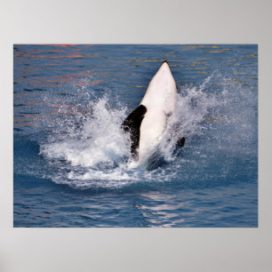 Killer whale jumping out of water poster