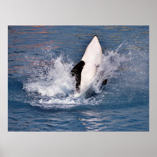 Killer whale jumping out of water poster (Voorkant)
