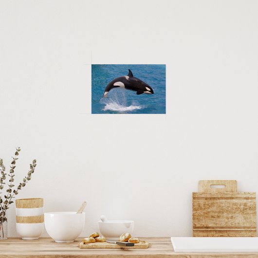 Killer whale jumping out of water poster (Keuken)