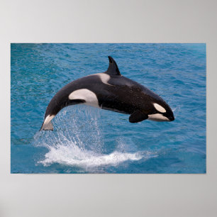 Killer whale jumping out of water poster