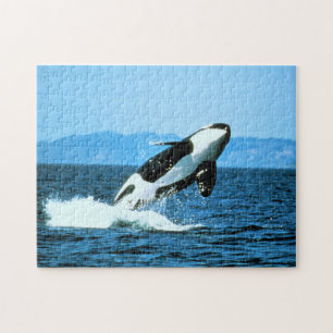 Killer Whale Legpuzzel