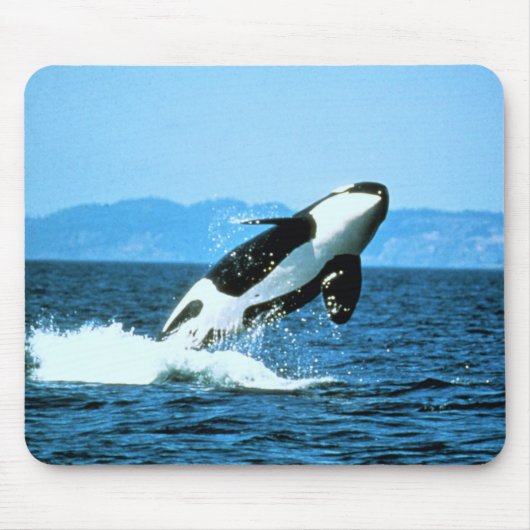 Killer Whale Muismat (Voorkant)