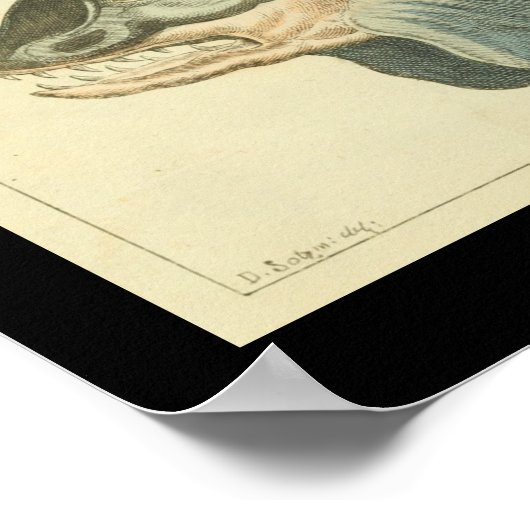 Killer Whale Orca Print (Hoek)