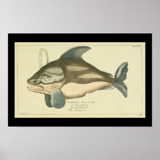Killer Whale Orca Print (Voorkant)