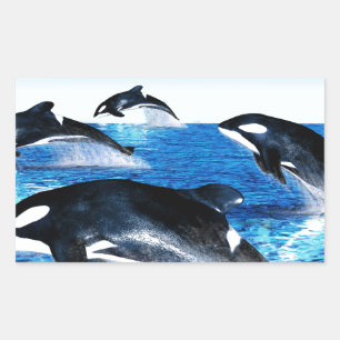 Killer Whale Pod Rechthoekige Sticker