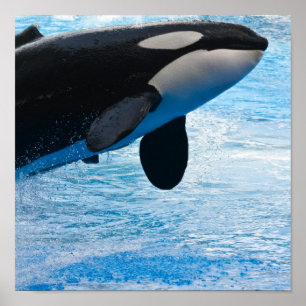 Killer Whale Print