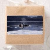 Killer Whales Etiket (Insitu)