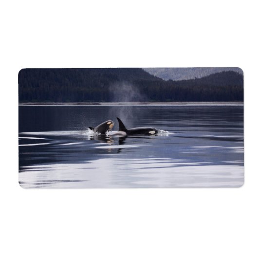 Killer Whales Etiket (Voorkant)