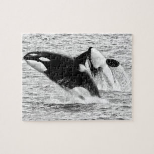 Killer Whales in monochroom, Jigzaag Puzzle Legpuzzel