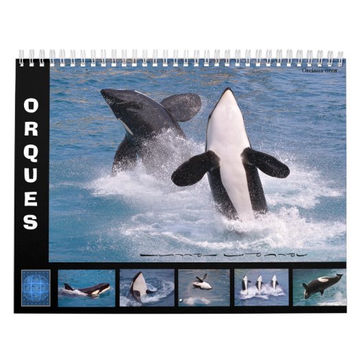 Killer whales (Orcinus orca) voor een kalender van (Hoes)