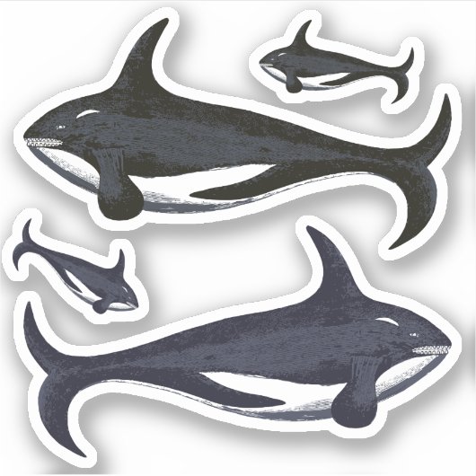 Killer Whales Sticker (Voorkant)